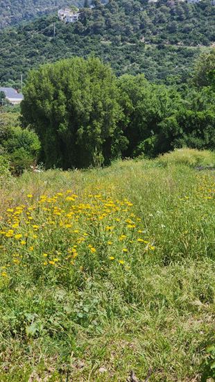 תמונה של מגרש לדו משפחתי